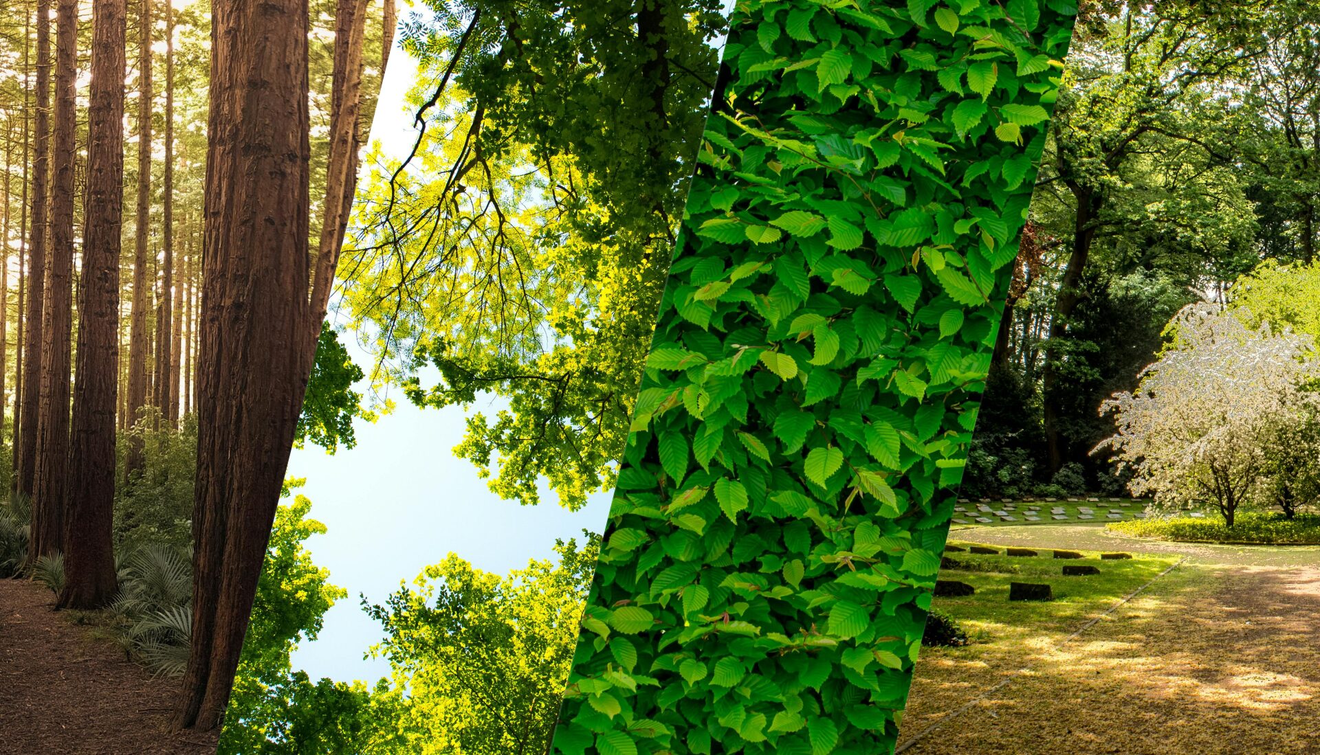 Canadian Health Care Forests